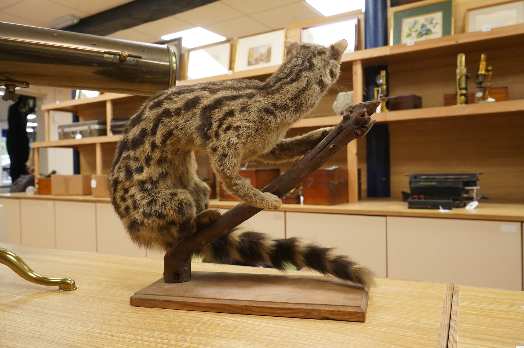 A taxidermy ganet mounted on a branch, 37cm high, base 34.5cm wide
